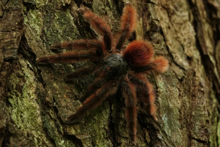 Article | La mygale Goliath : un géant fascinant du règne animal