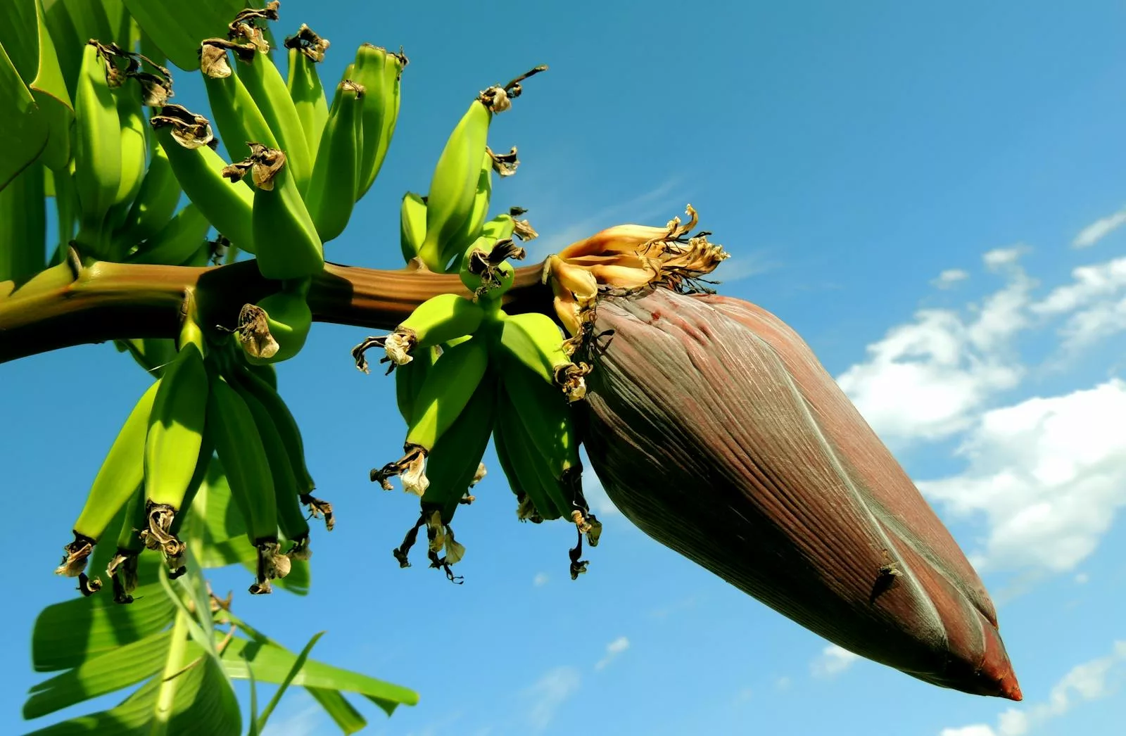 Pour faire pousser un bananier, il faut cultiver un rejeton sain dans un sol bien préparé, l'entretenir régulièrement avec de l'eau et des nutriments, puis patienter jusqu'à ce que l'arbre mature produise des fruits.