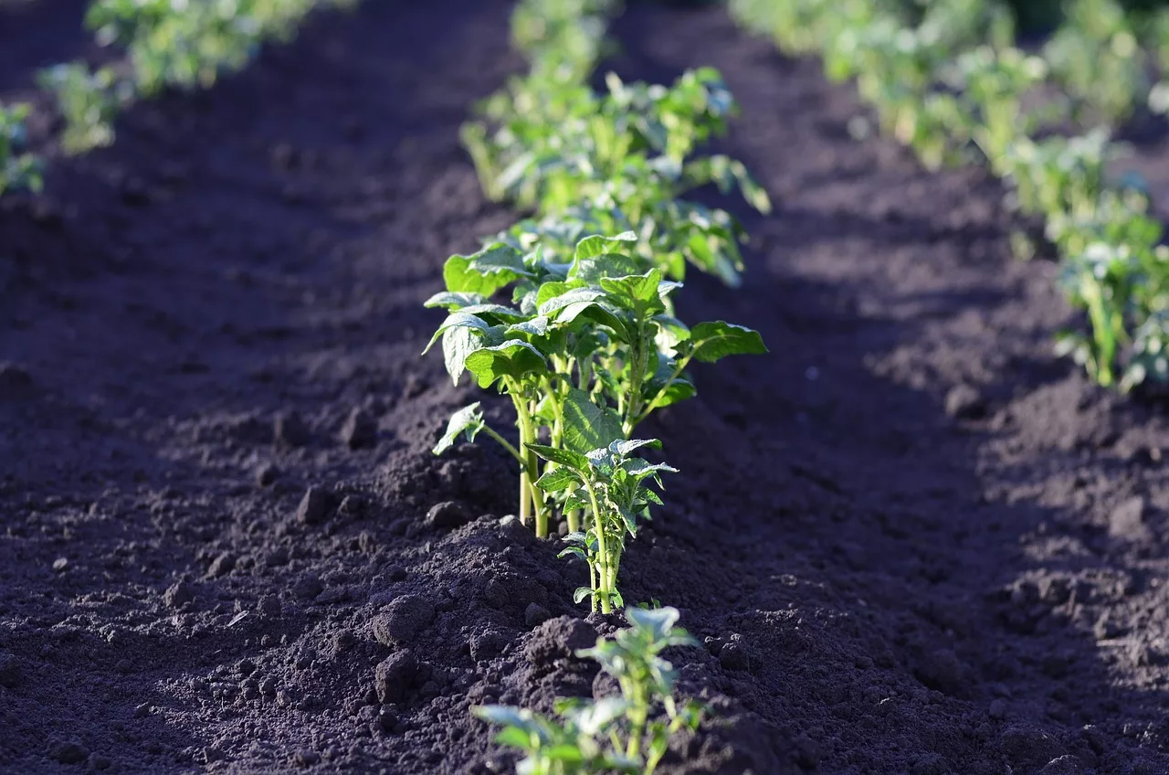 Pour préserver la santé et la fertilité du sol après la culture des pommes de terre, il est essentiel de pratiquer la rotation des cultures en optant pour des légumes-racines, des légumineuses, des crucifères, des céréales ou des engrais verts.