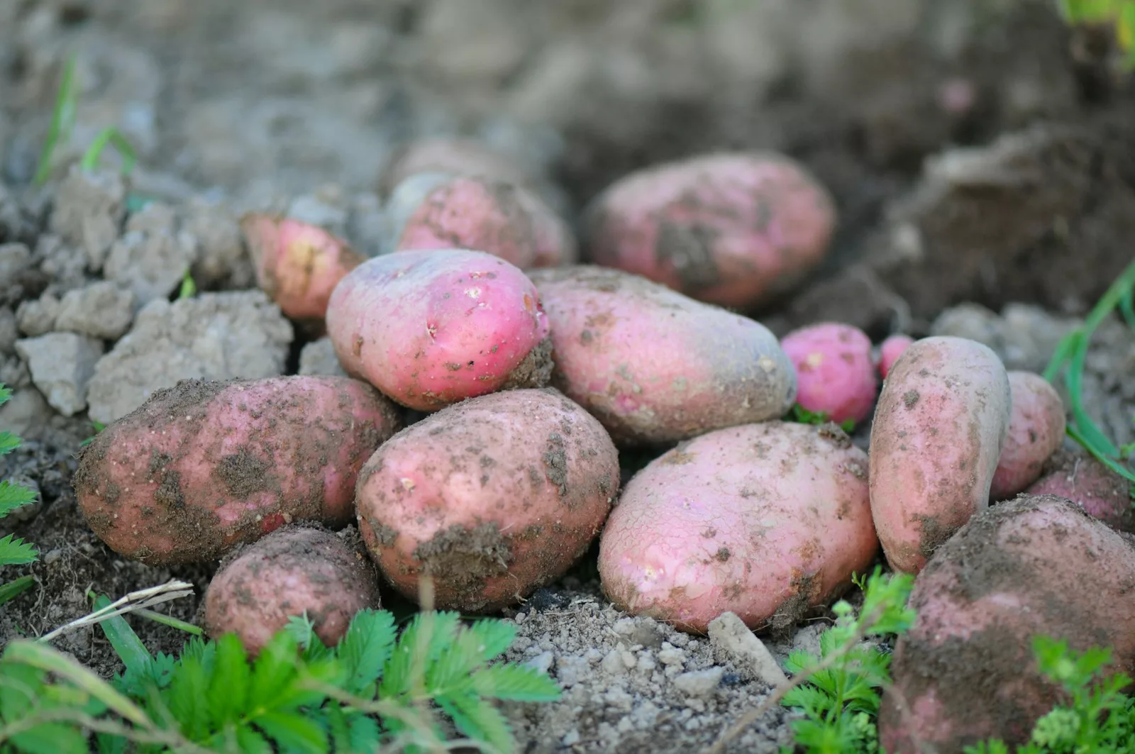 Que planter après les pommes de terre ?