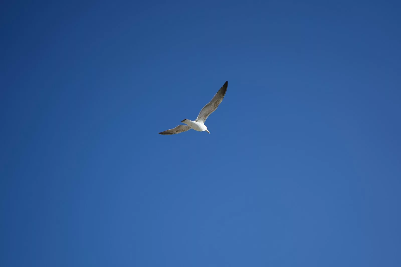 Documentaire Quel oiseau a l’espérance de vie la plus longue ?