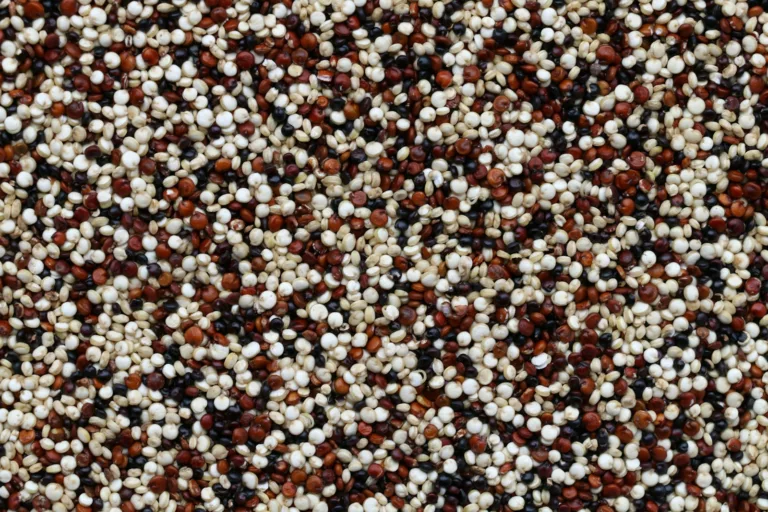 Article | Quinoa : la graine aux multiples vertus à découvrir