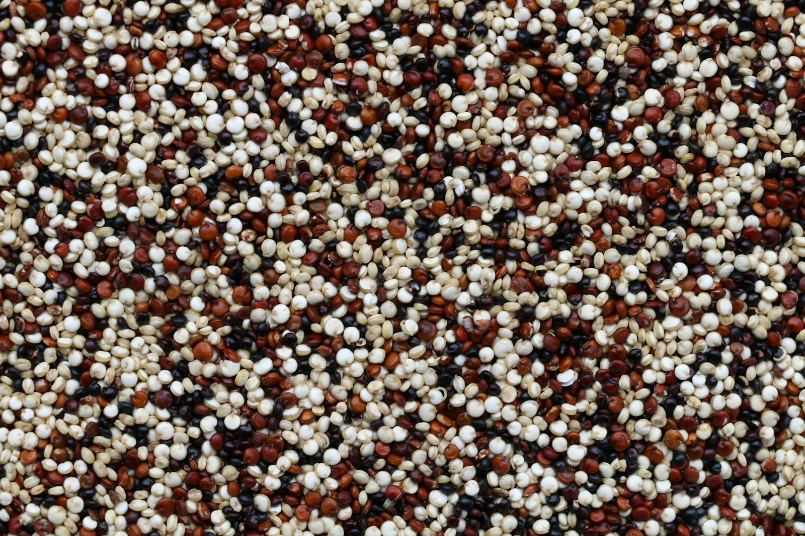 Quinoa : la graine aux multiples vertus à découvrir