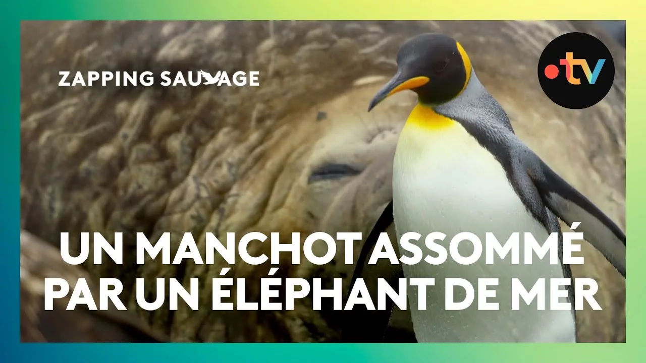 Documentaire Attention à ne pas réveiller les éléphants de mer !