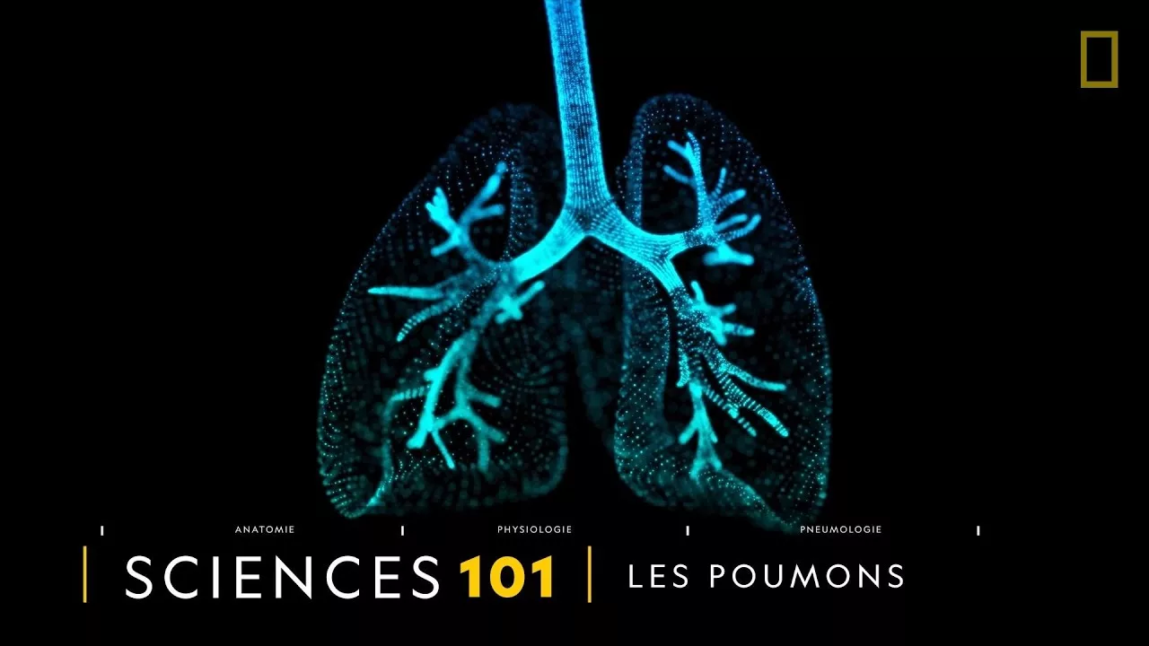 Documentaire Comprendre : les poumons