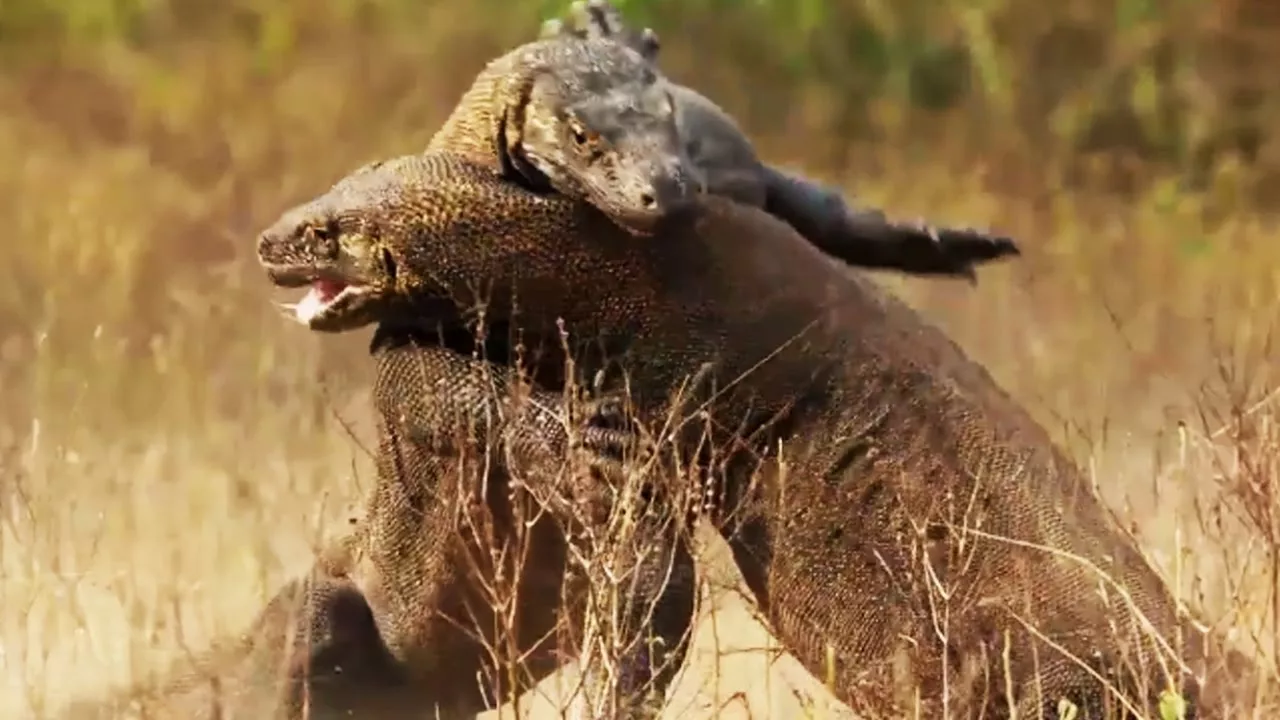 Combat de dragons de Komodo impressionnant