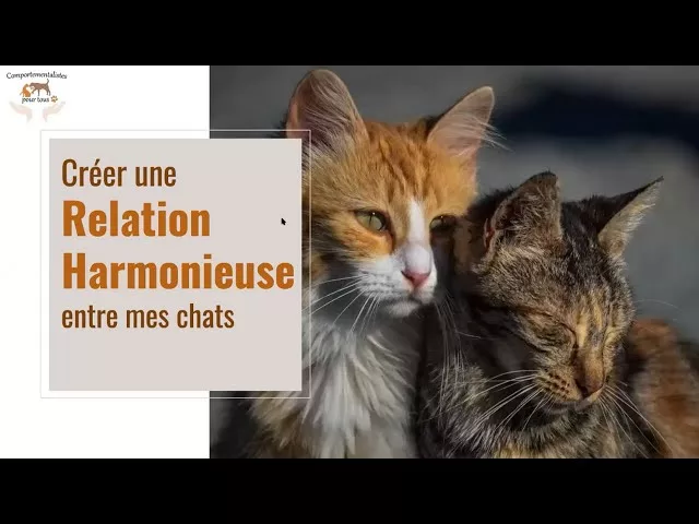 Comment créer une relation harmonieuse entre mes chats ?