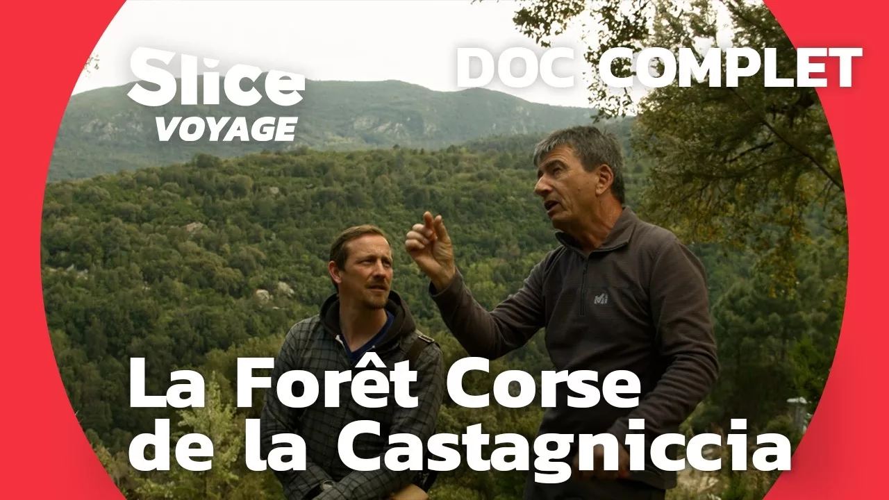 Corse : La forêt de la Castagniccia, témoin des Liens de l'Île