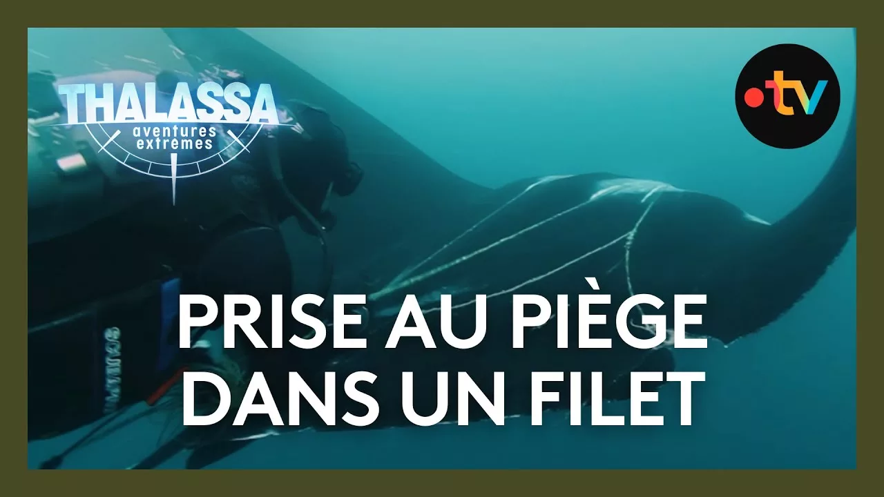 Empêtrée dans un filet (de pêche)