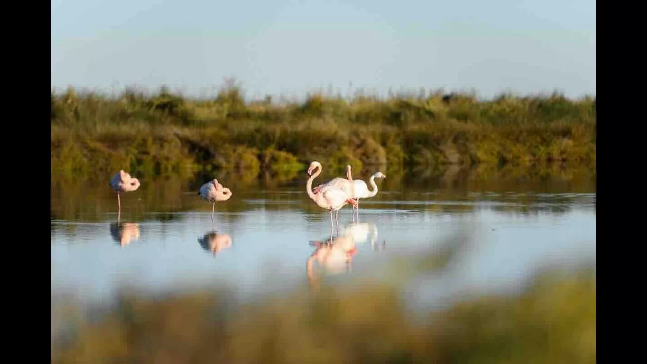 Documentaire La Camargue Gardoise