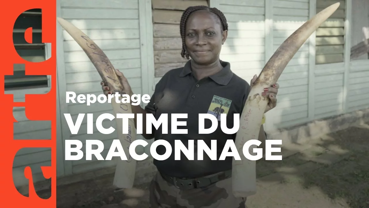 Documentaire Gabon : les savants et les éléphants