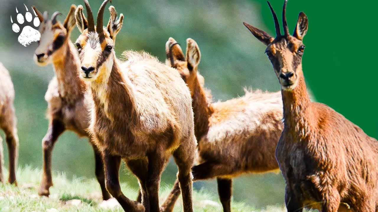 Isard : l'acrobate des Pyrénées