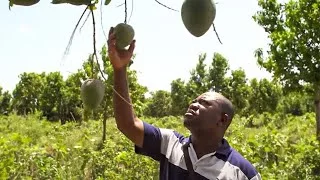 Il produit des mangues ivoiriennes en masse pour l'Europe