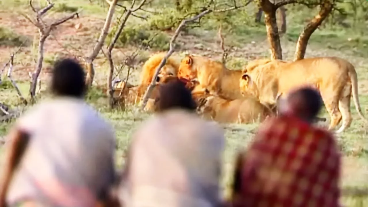 Ils volent le repas de 15 lions affamés !