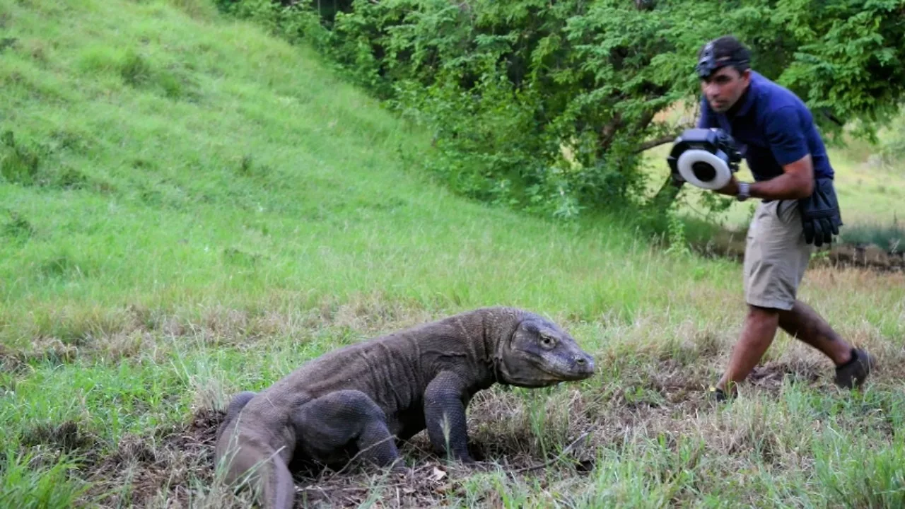 Documentaire Indonésie : les dangereux dragons de Komodo