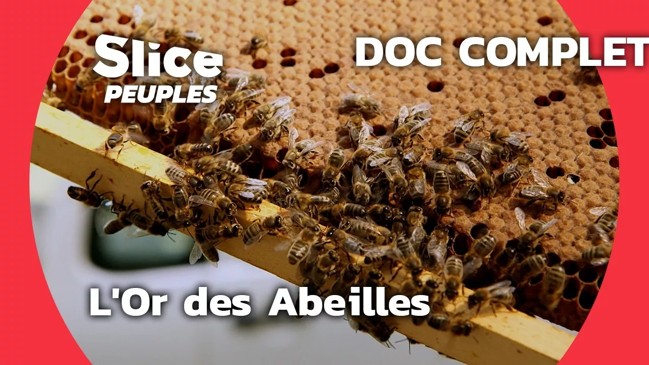 Documentaire La révélation du miel : sauver les abeilles et Leur trésor