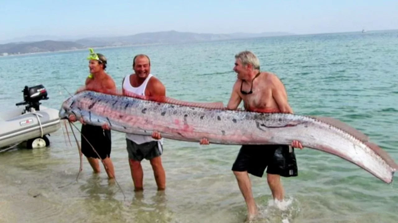 Documentaire Le Régalec : à la recherche du serpent de mer géant