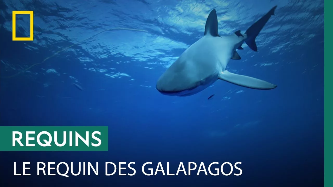 Le requin des Galapagos, terreur des phoques moines d'Hawaï