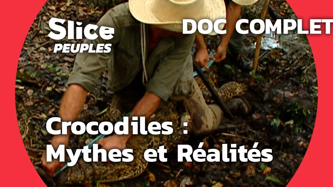 Les crocodiles : mythes et réalités