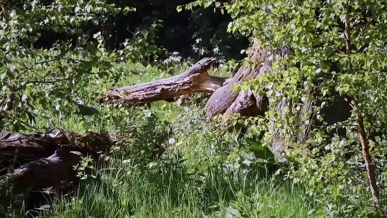 Les animaux sauvages d'Europe - Le lynx