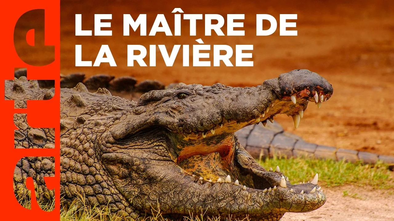 Documentaire Les crocodiles du fleuve Luangwa