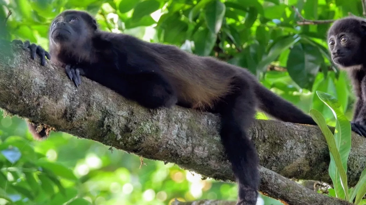 L'étrange biodiversité du Costa Rica