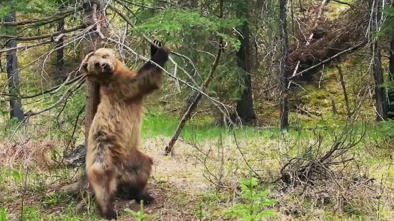 L'ours dansant des Montagnes Rocheuses