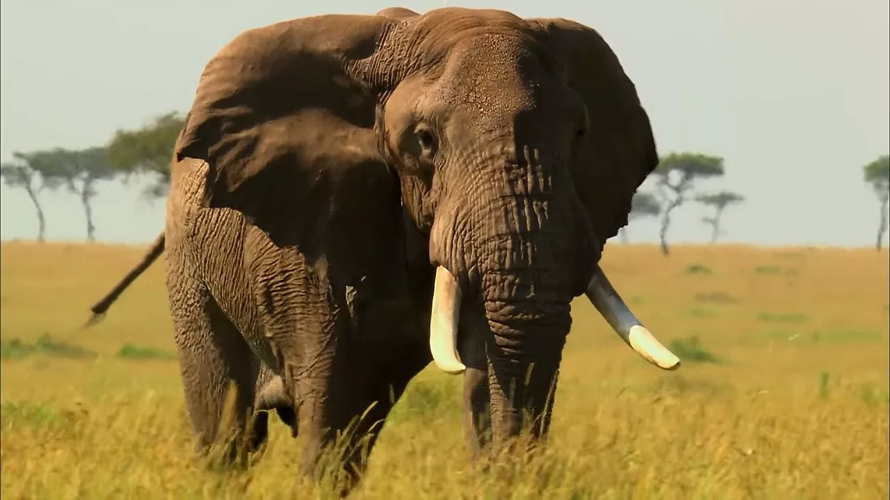 Documentaire Mais à quoi servent les mâles dans la savane ?