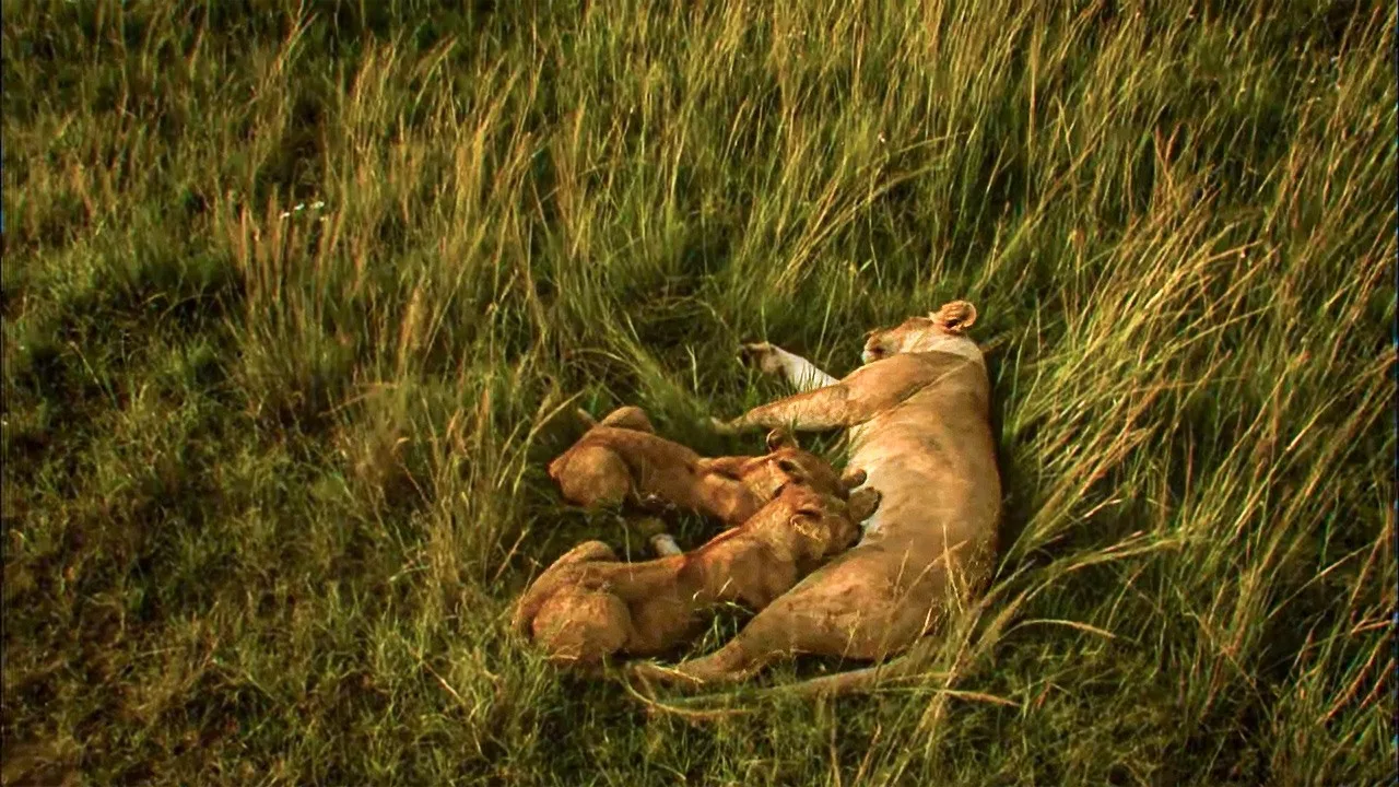 Documentaire Maternité et vie sauvage