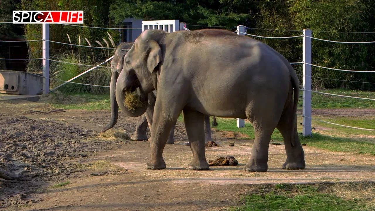 Nouveau-né au zoo : un spectacle à couper le souffle