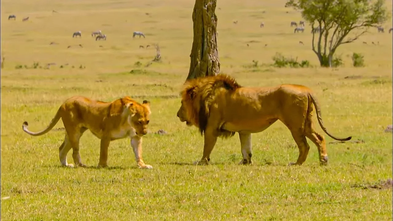 Savane: menace au sein du clan