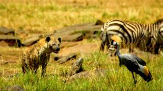 Documentaire Savane : la guerre des territoires