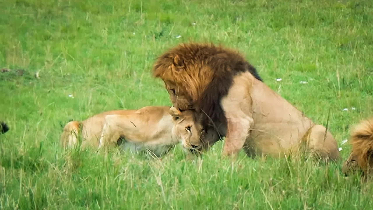 Scènes de ménage chez les animaux sauvages