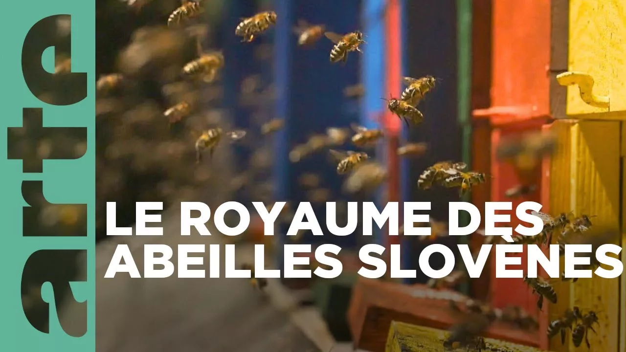 Slovénie, le refuge de l'abeille Carniolienne