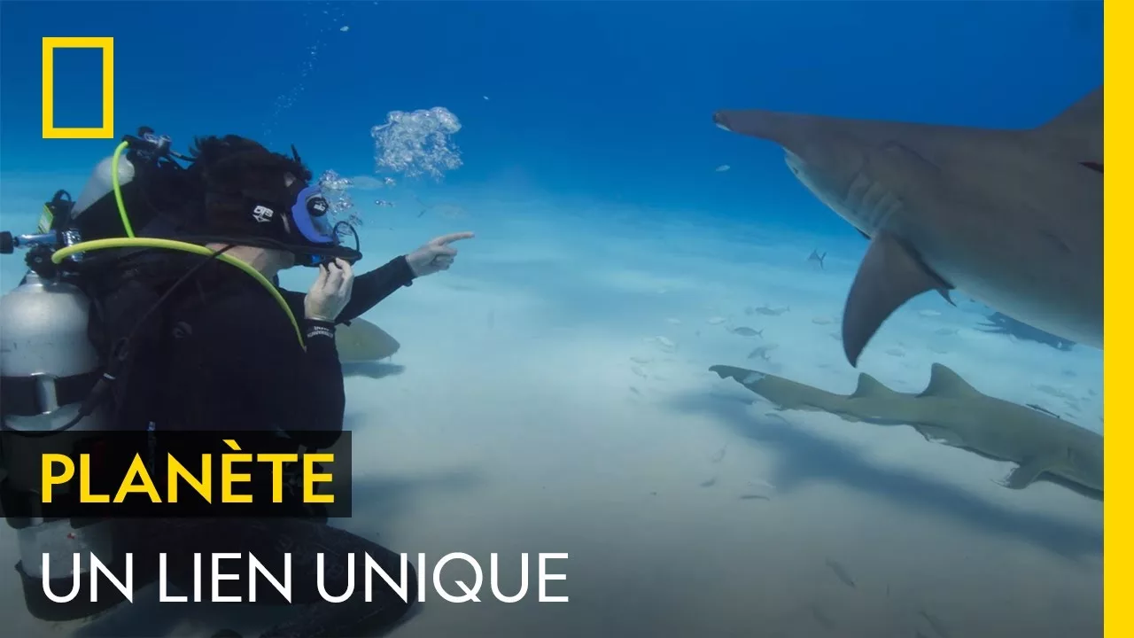 Un plongeur et un requin se retrouvent tous les ans au même endroit