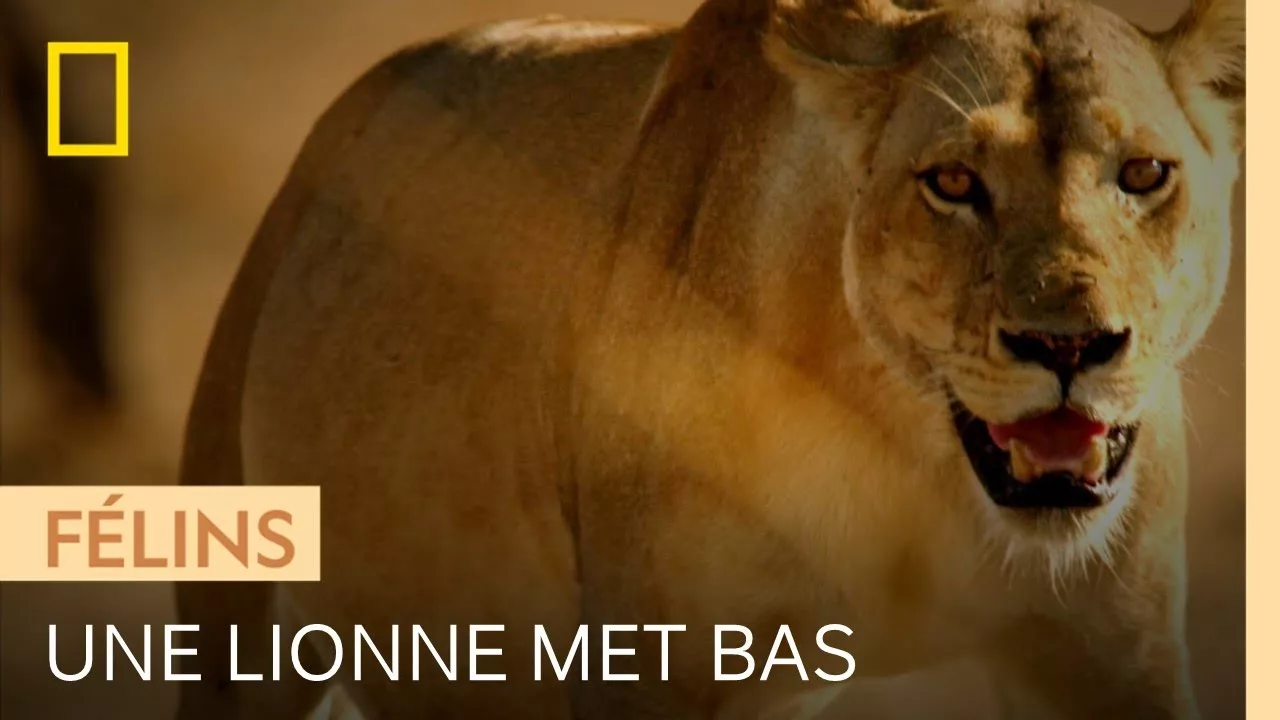 Une lionne met bas totalement seule