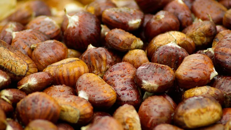 Article | Les marrons glacés : une spécialité à découvrir