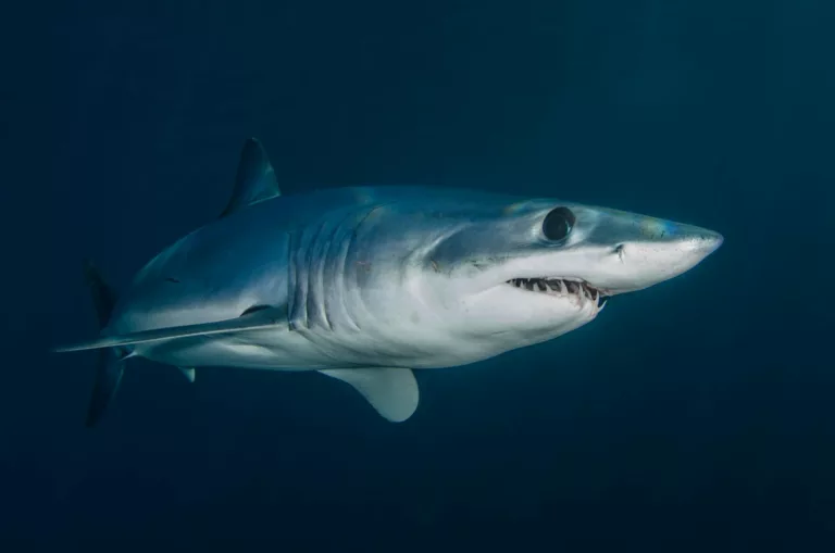 Article | Combien de dents a un requin ?