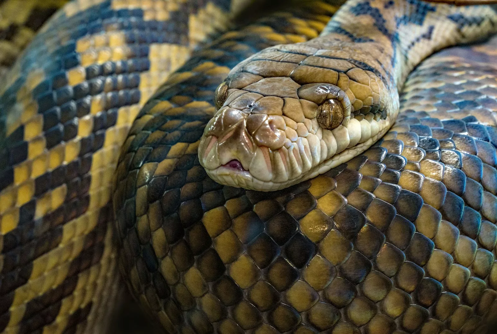 Documentaire Combien de temps un serpent peut rester sans manger ?