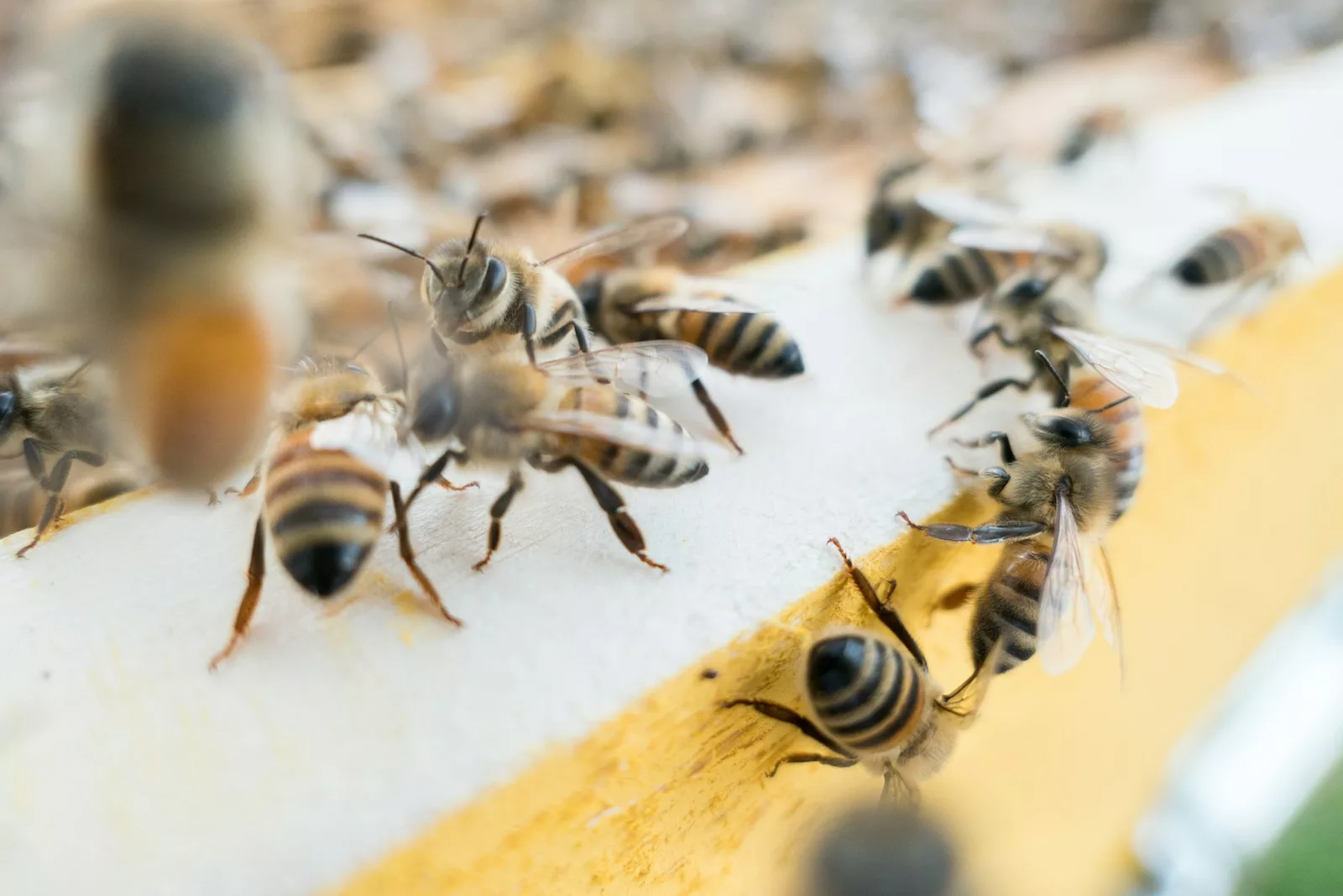 Combien de temps vivent les abeilles ?