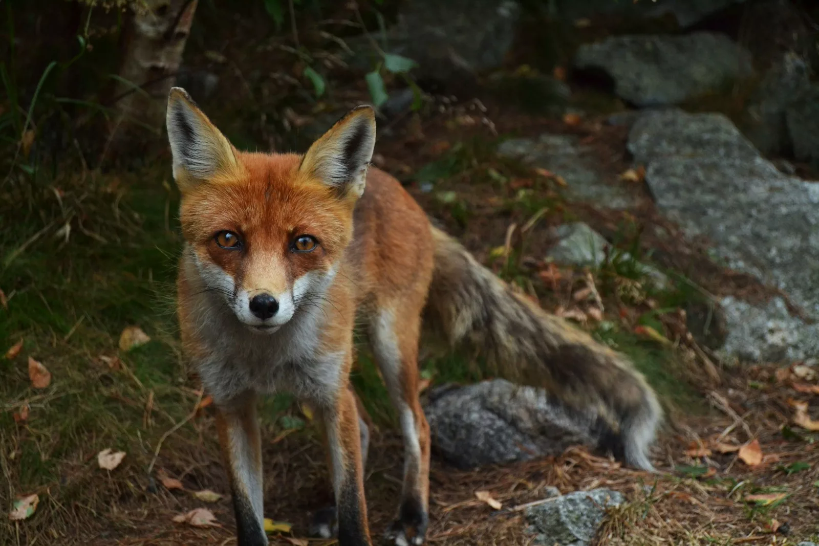 Comment reconnaître une attaque de renard ?