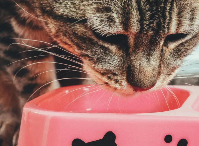 Article | Croquettes pour chat : choix, nutrition et conseils d’achat