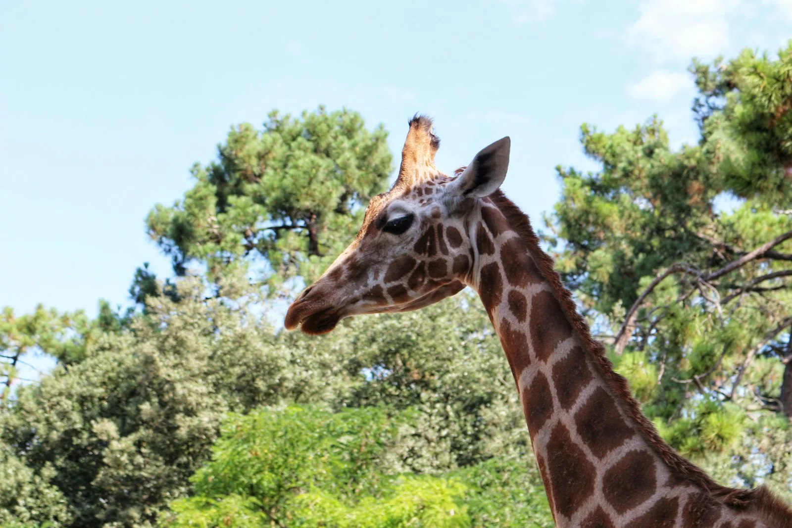 Documentaire D’où vient le long cou de la girafe ?