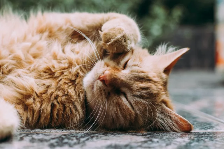 Article | En combien de temps un chat mort devient raide ?