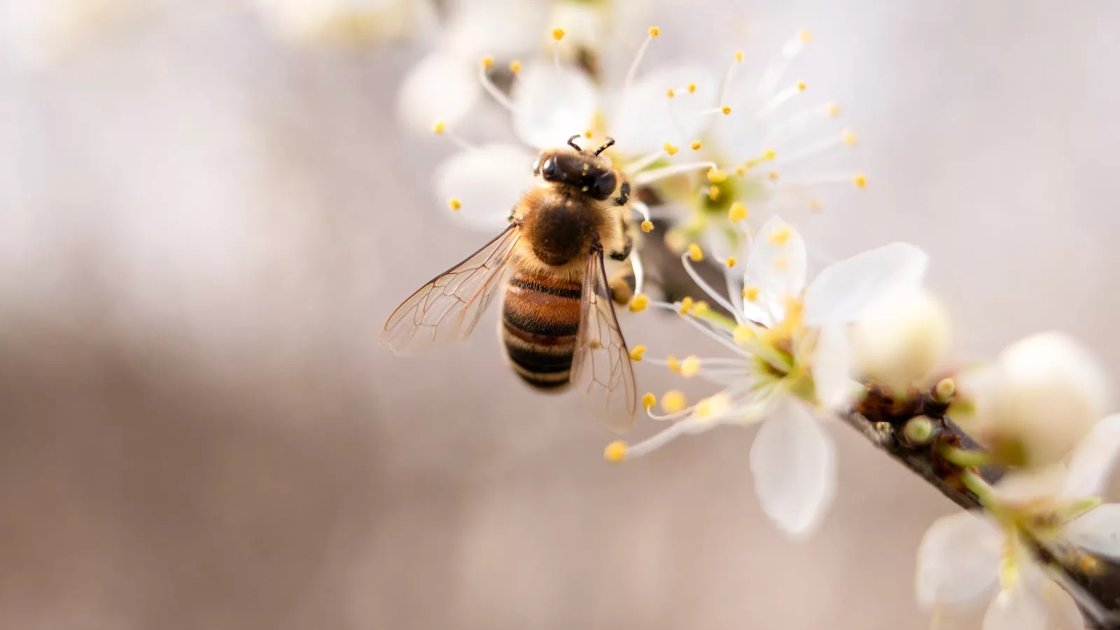 La durée de vie des abeilles varie selon leur rôle dans la colonie, influencée par des facteurs biologiques, écologiques et environnementaux.