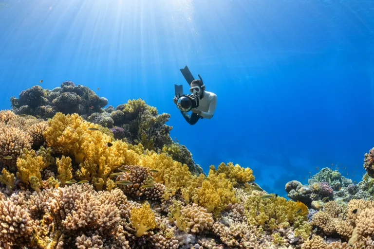 Article | La Grande Barrière de corail, patrimoine mondial en péril