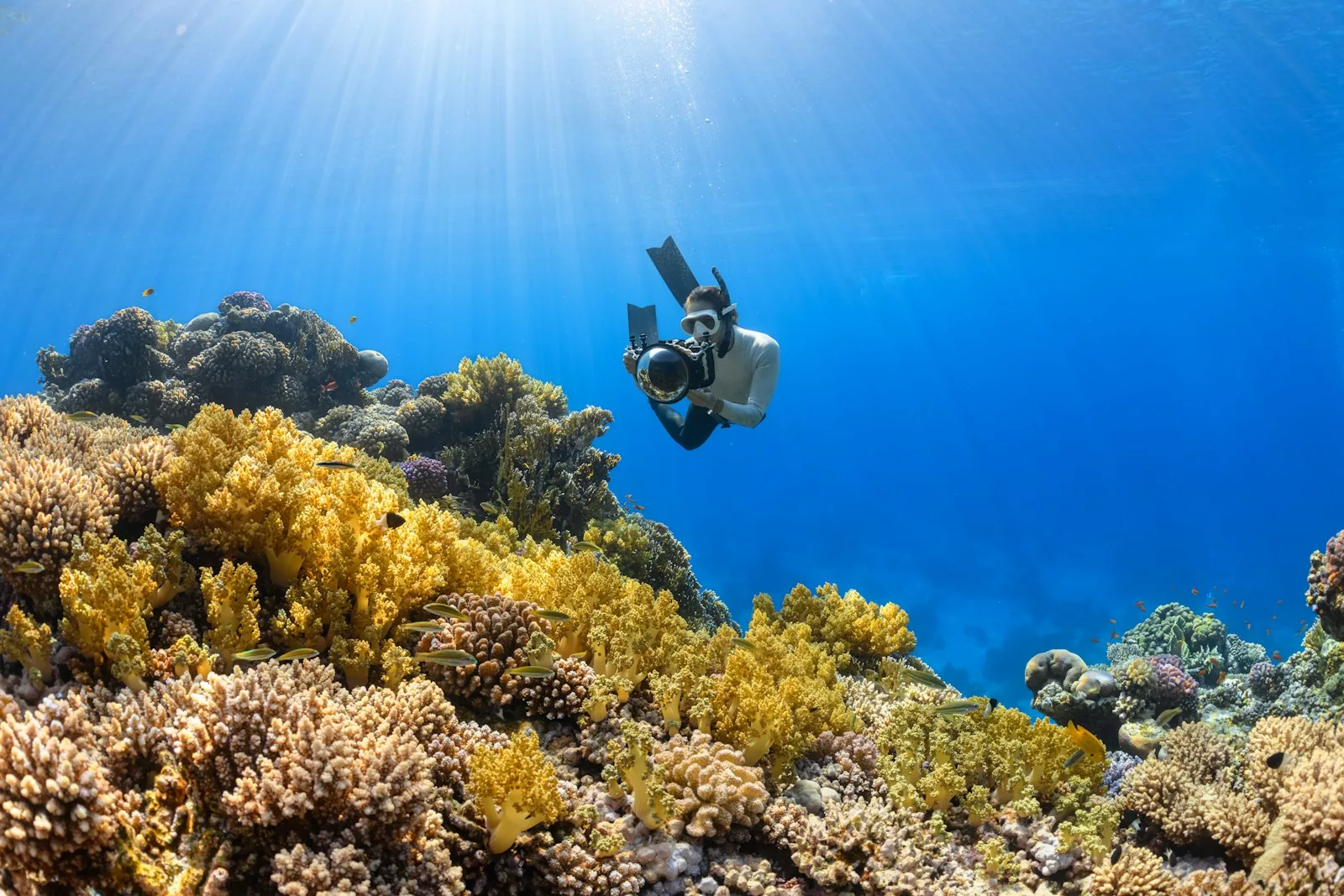 La Grande Barrière de corail, patrimoine mondial en péril