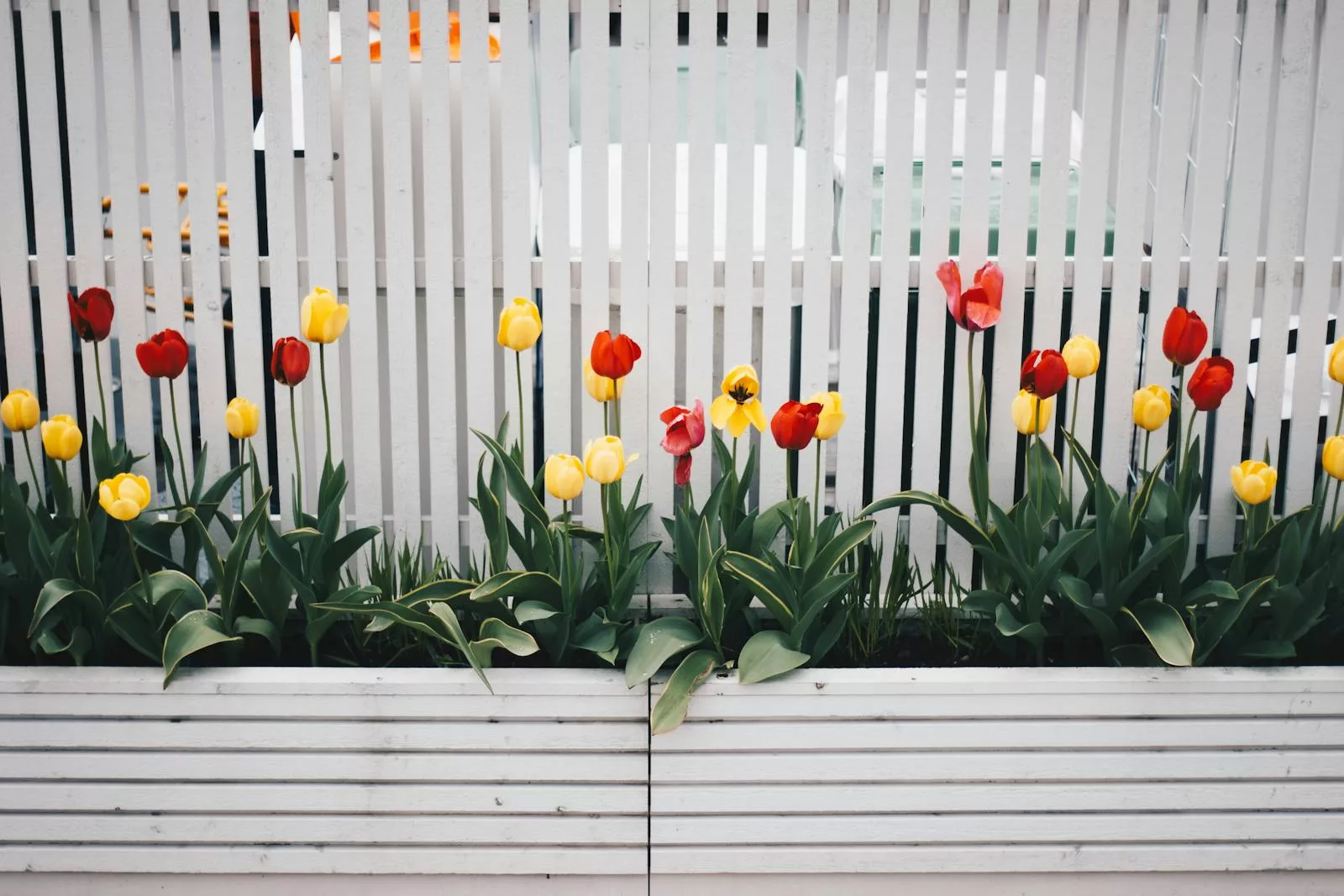 Laisser les bulbes de tulipes en terre simplifie l'entretien et peut favoriser leur naturalisation, mais comporte des risques de maladies et d'affaiblissement, nécessitant parfois leur retrait pour préserver la floraison.