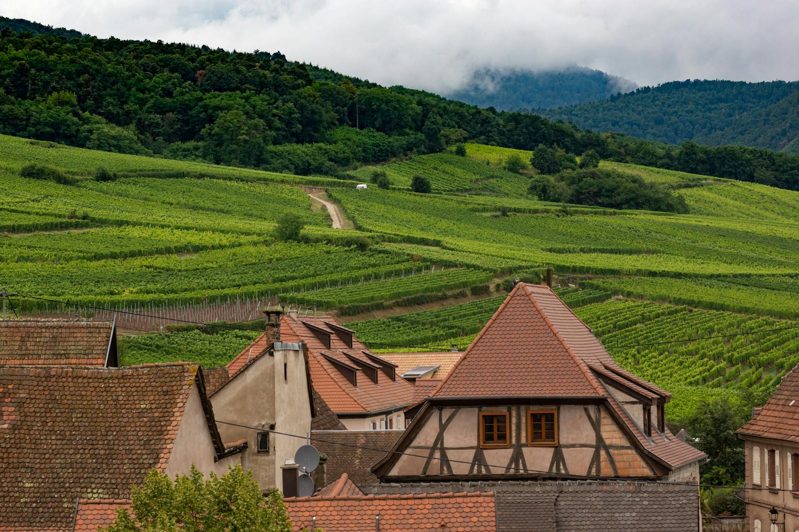 L'Alsace offre une grande diversité d'activités familiales, allant des découvertes culturelles aux aventures en pleine nature, avec des attractions adaptées à tous les âges.