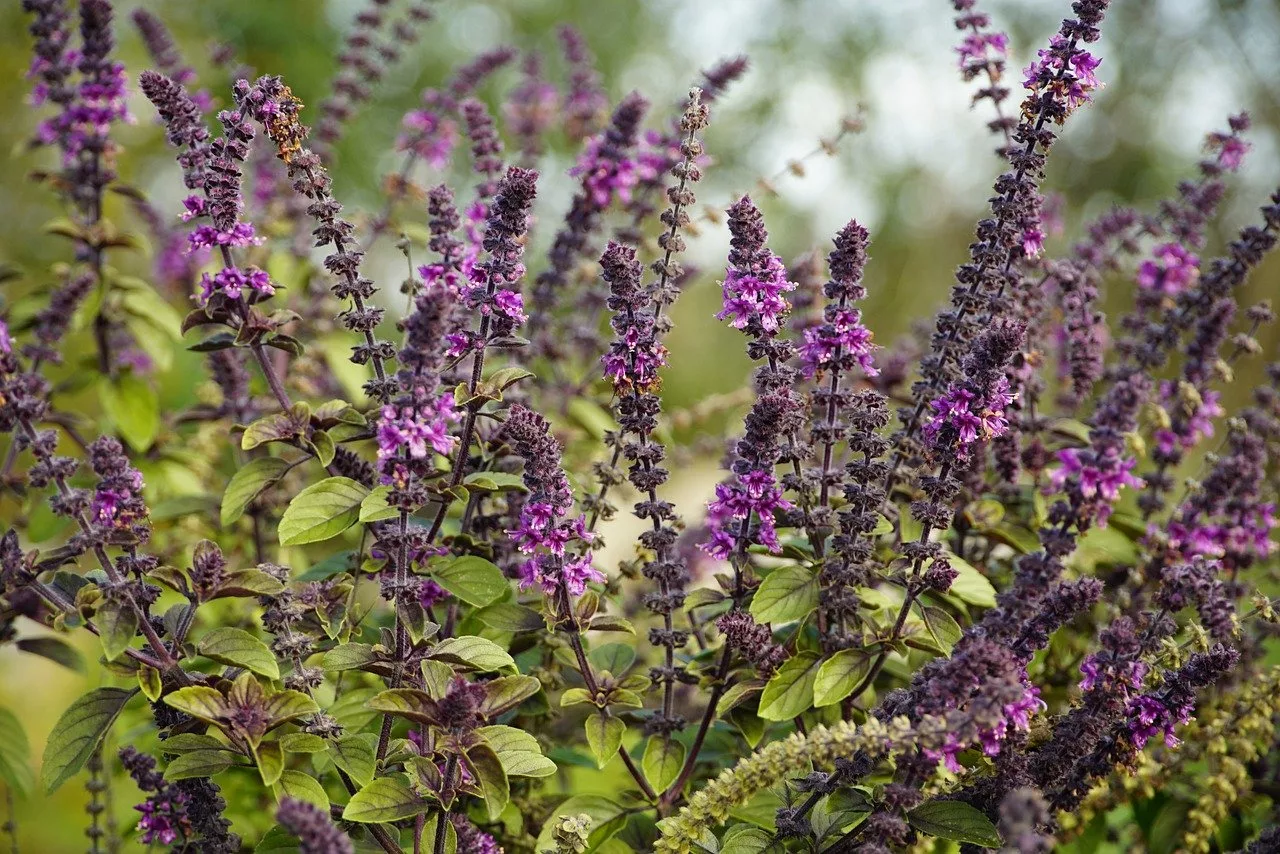 Les fleurs de basilic, souvent sous-estimées, sont non seulement comestibles et savoureuses pour diverses préparations culinaires, mais elles jouent également un rôle important dans le jardin